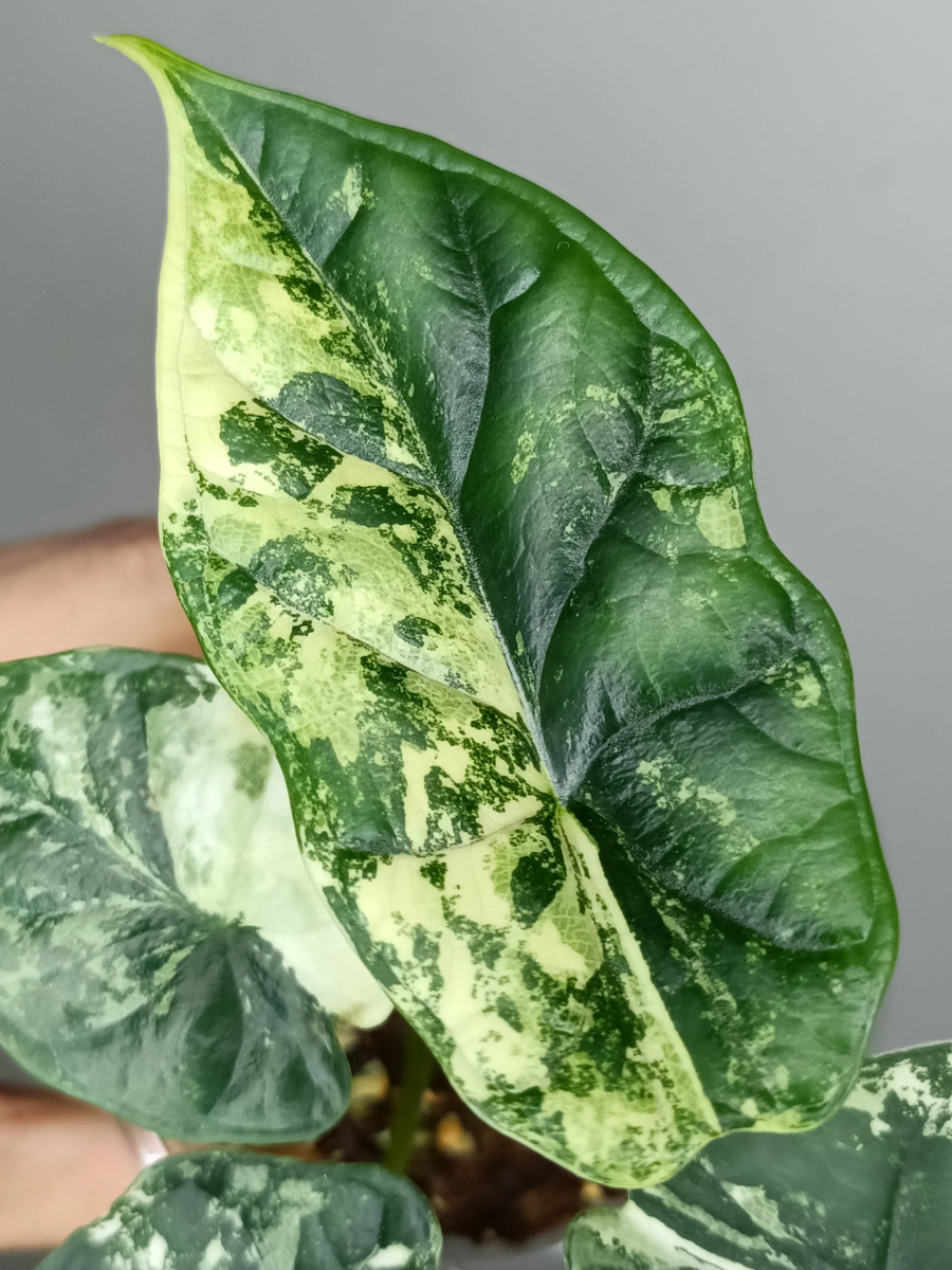 Alokazija Alocasia Dragon Scale Variegata – Gipsygarden