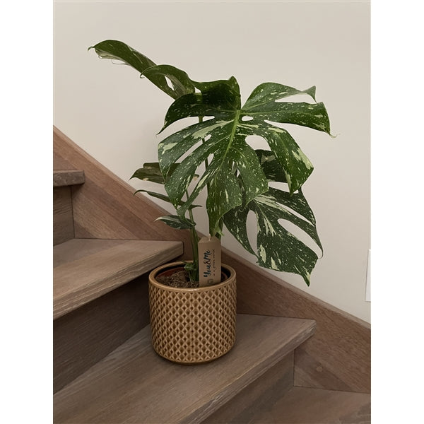 monstera deliciosa translation Monstera deliciosa Thai Constellation – Gipsygarden