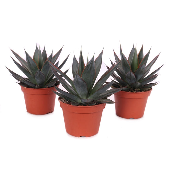 Agave Agave Shaka Zulu  Gipsygarden