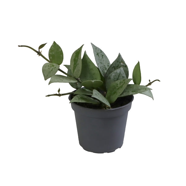 Hoya krohniana silver(super eskimo) – Gipsygarden
