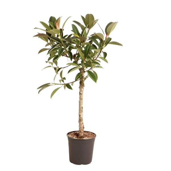 Ficus Melany 130cm