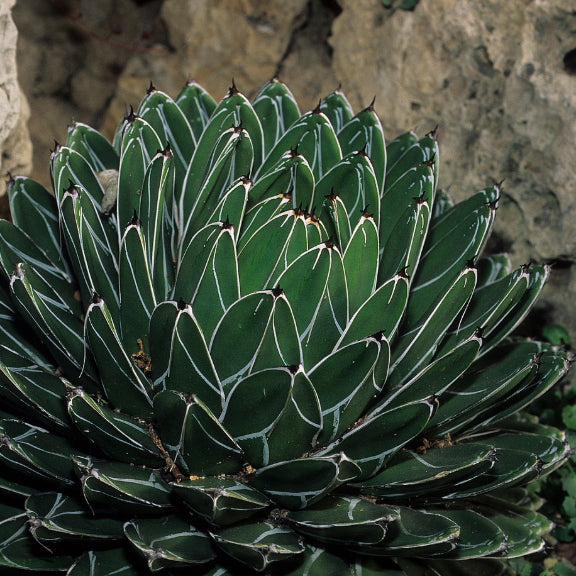 Agava Agave Victoriae - Reginae 20Ø 24cm – Gipsygarden