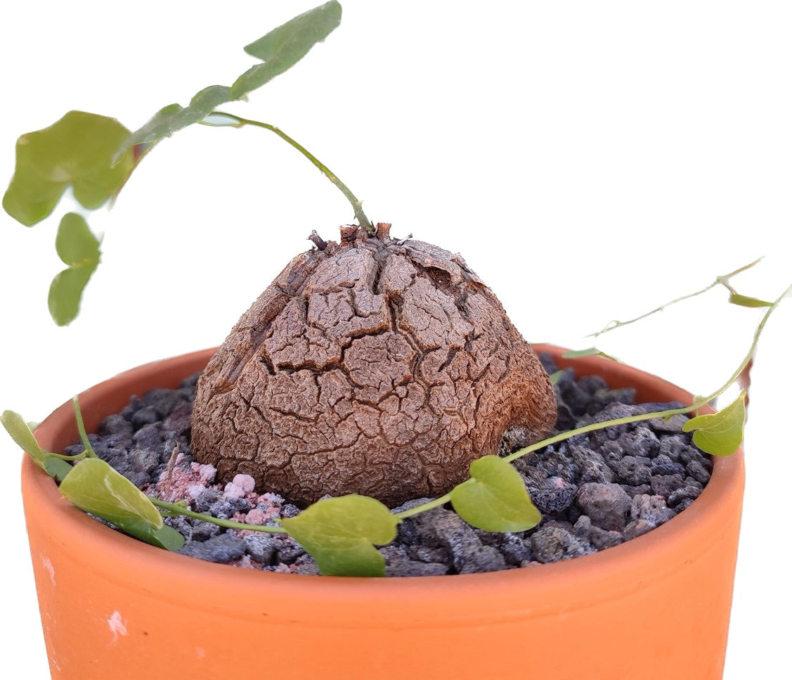 Dioscorea elephantipes Rauplėtoji dioskorėja – Gipsygarden