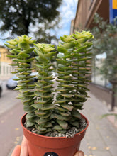 Translation missing: lt.sections.featured_product.gallery_thumbnail_alt