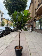 Translation missing: lt.sections.featured_product.gallery_thumbnail_alt