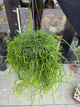 Translation missing: lt.sections.featured_product.gallery_thumbnail_alt