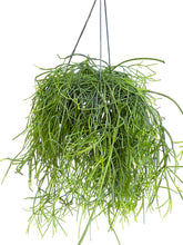 Translation missing: lt.sections.featured_product.gallery_thumbnail_alt
