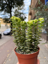 Translation missing: lt.sections.featured_product.gallery_thumbnail_alt