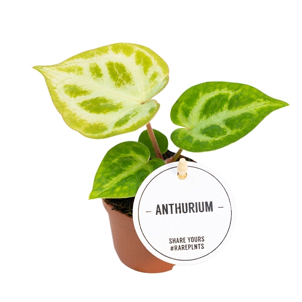Anthurium Silver Blush – Gipsygarden