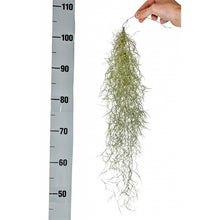 Translation missing: lt.sections.featured_product.gallery_thumbnail_alt