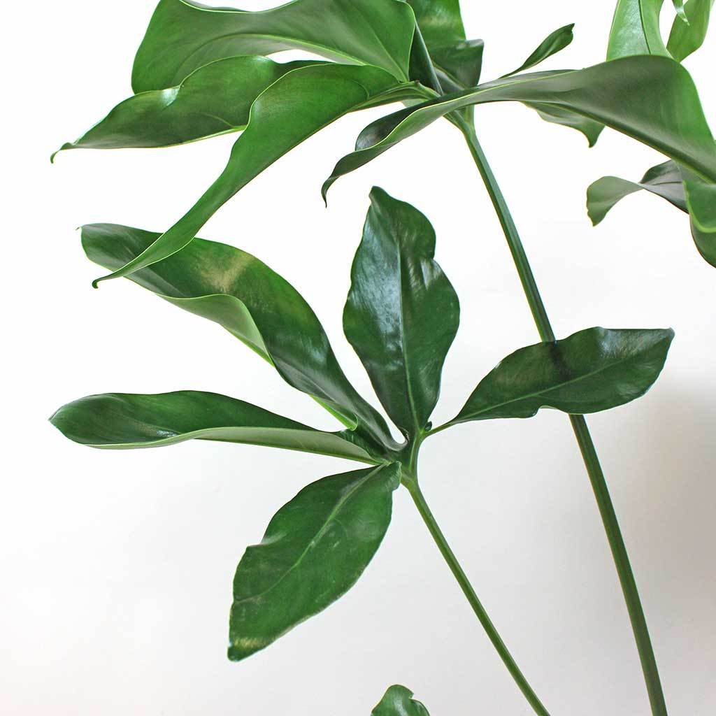 Philodendron goeldii 'Green Wonder' – Gipsygarden