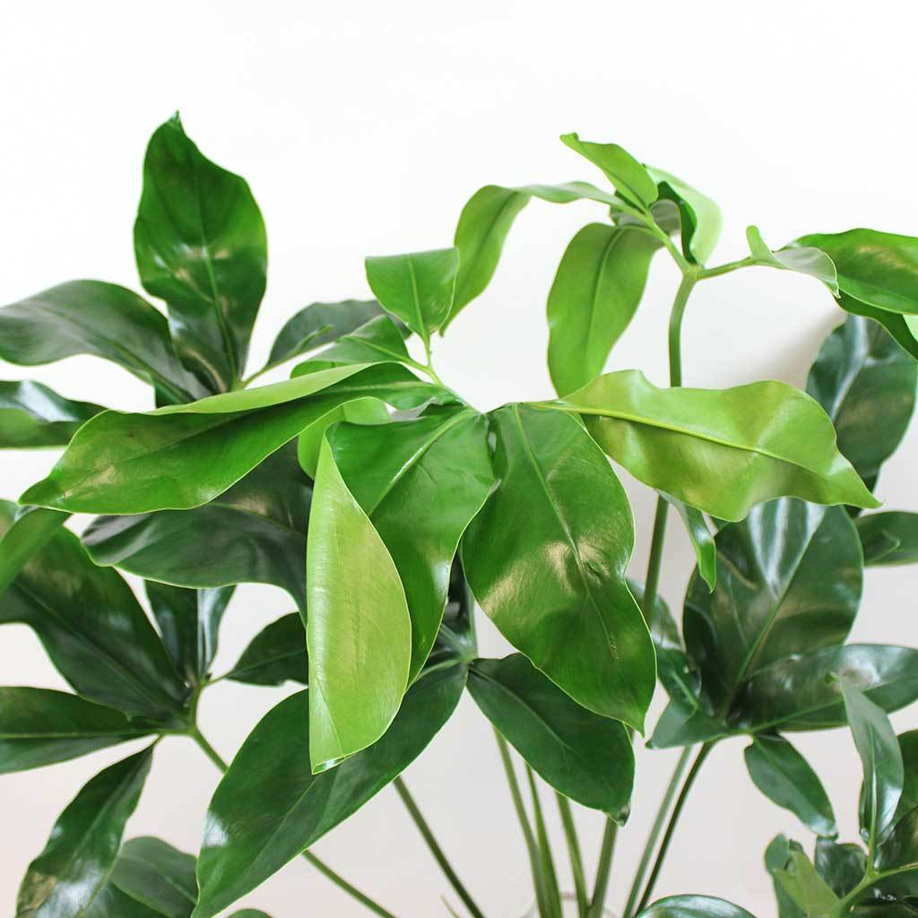 philodendron goeldii green wonder Philodendron goeldii 'Green Wonder' – Gipsygarden
