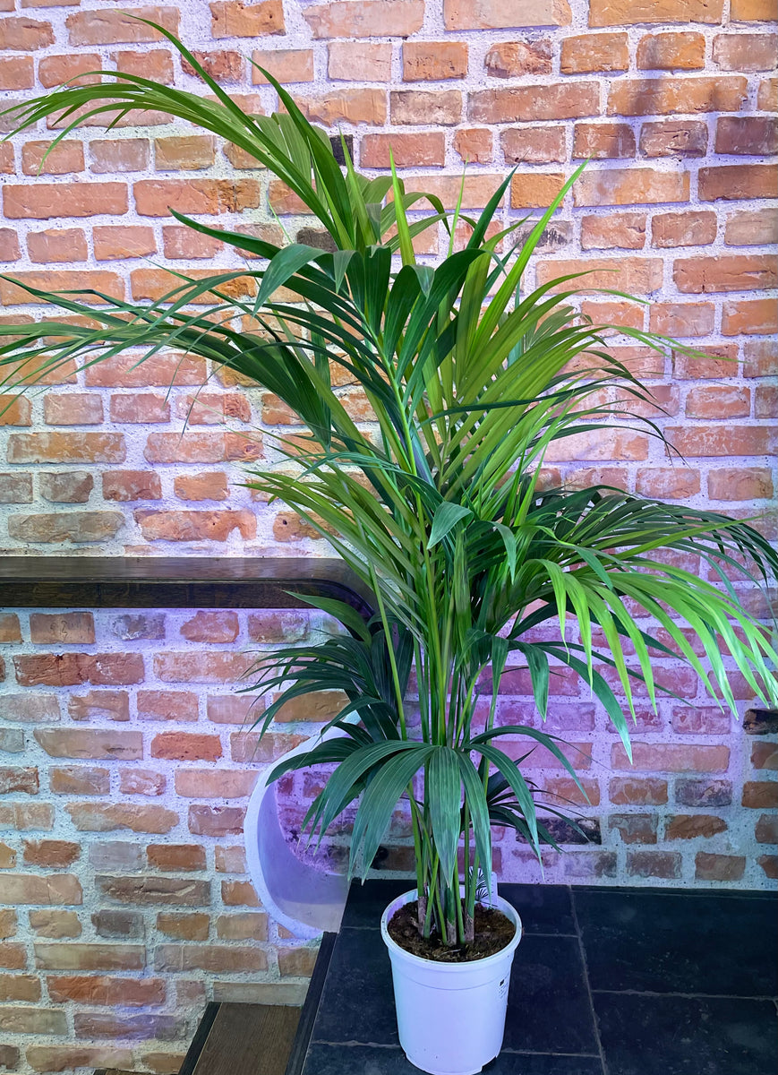 Howea forsteriana aka Kentia Palm 150cm – Gipsygarden