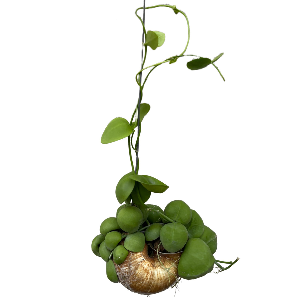 Dischidia pectenoides Snaily dishidia – Gipsygarden