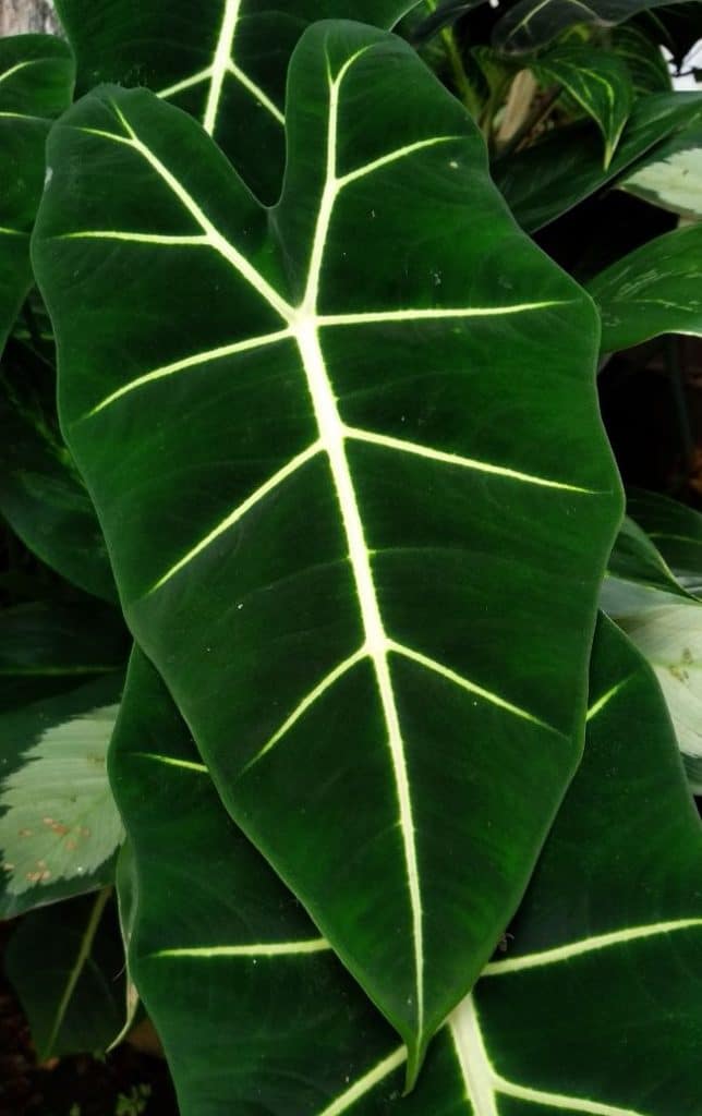 Alocasia Frydek – Gipsygarden