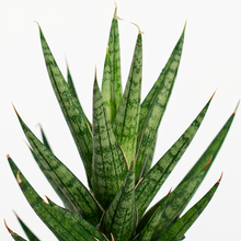 Translation missing: lt.sections.featured_product.gallery_thumbnail_alt