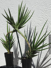 Translation missing: lt.sections.featured_product.gallery_thumbnail_alt