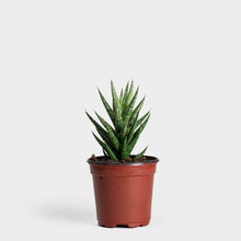 Translation missing: lt.sections.featured_product.gallery_thumbnail_alt