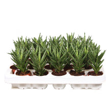 Translation missing: lt.sections.featured_product.gallery_thumbnail_alt