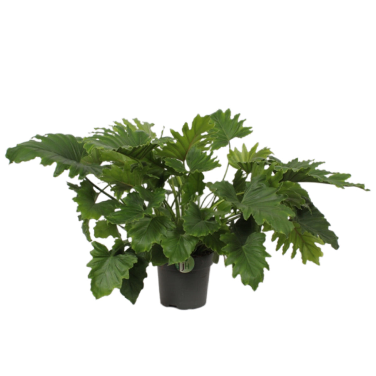 philodendron bipinnatifidum shangri la Philodendron bipinnatifidum Shangri-La – Gipsygarden
