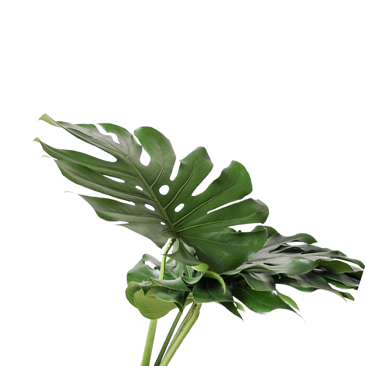 Monstera deliciosa big form – Gipsygarden