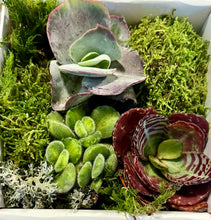 Translation missing: lt.sections.featured_product.gallery_thumbnail_alt