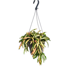 Translation missing: lt.sections.featured_product.gallery_thumbnail_alt