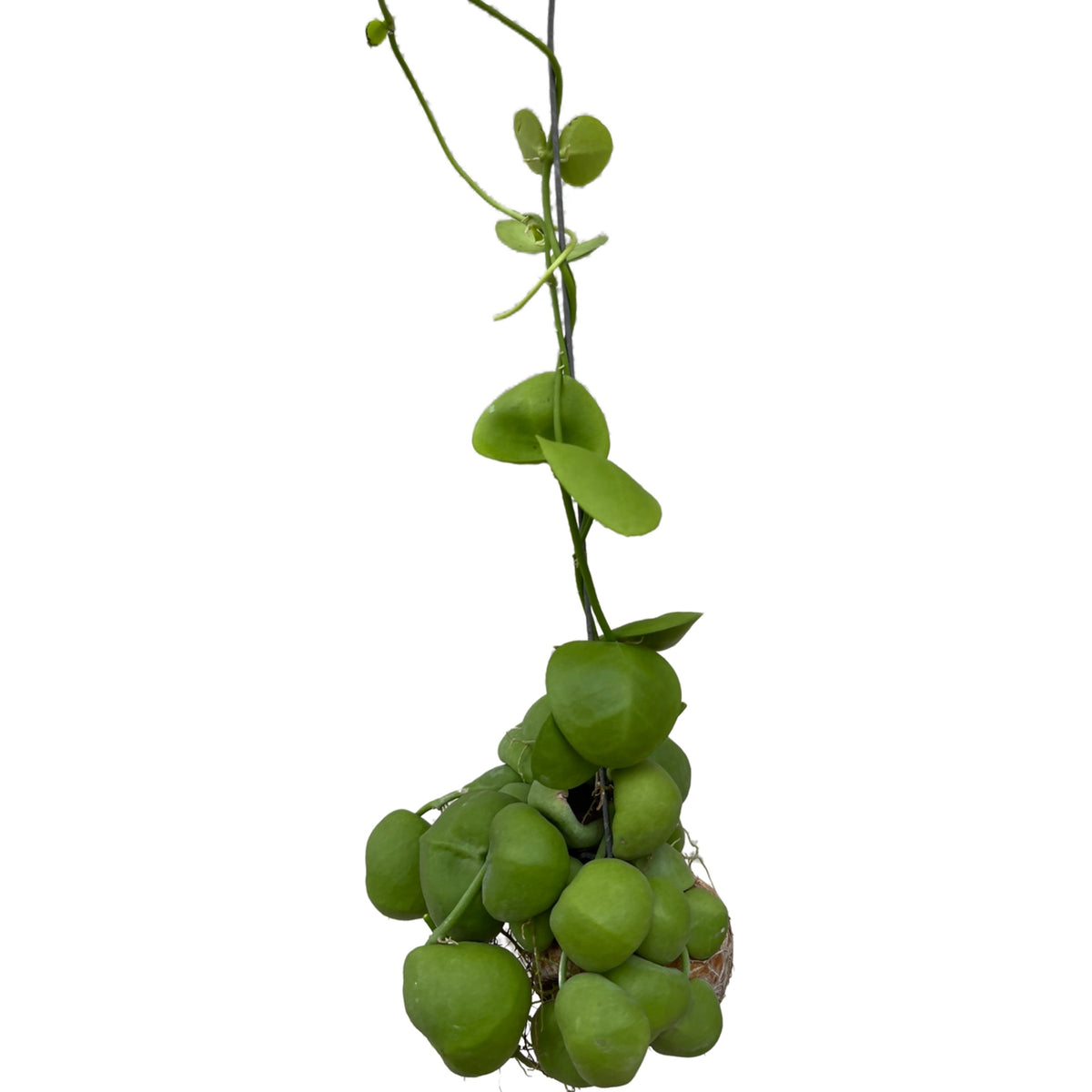 Dischidia pectenoides Snaily dishidia – Gipsygarden