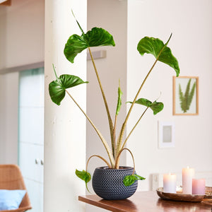 Alocasia Stringray