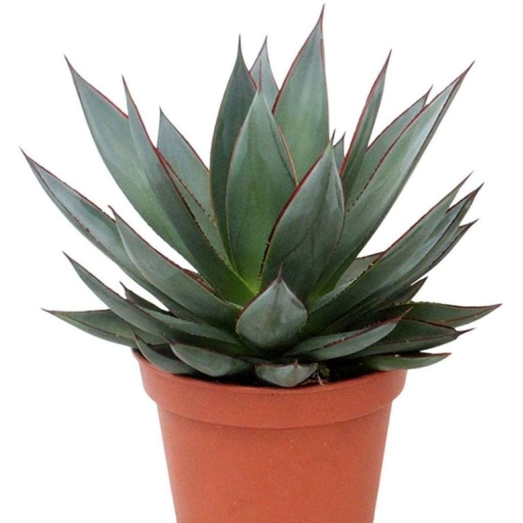 Agave Agave Shaka Zulu – Gipsygarden