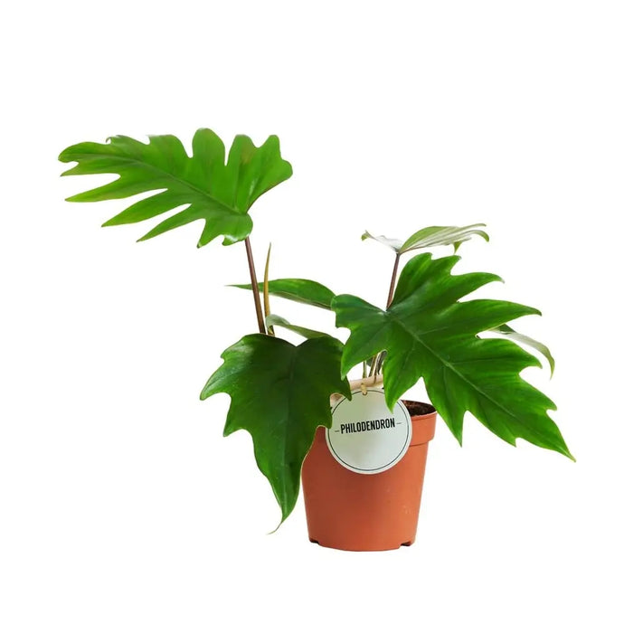 Philodendron Mayoi 15Ø 35cm