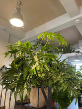 Translation missing: lt.sections.featured_product.gallery_thumbnail_alt
