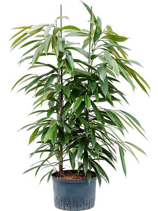 Ficus binnendijkii 'Amstel King' 2pp