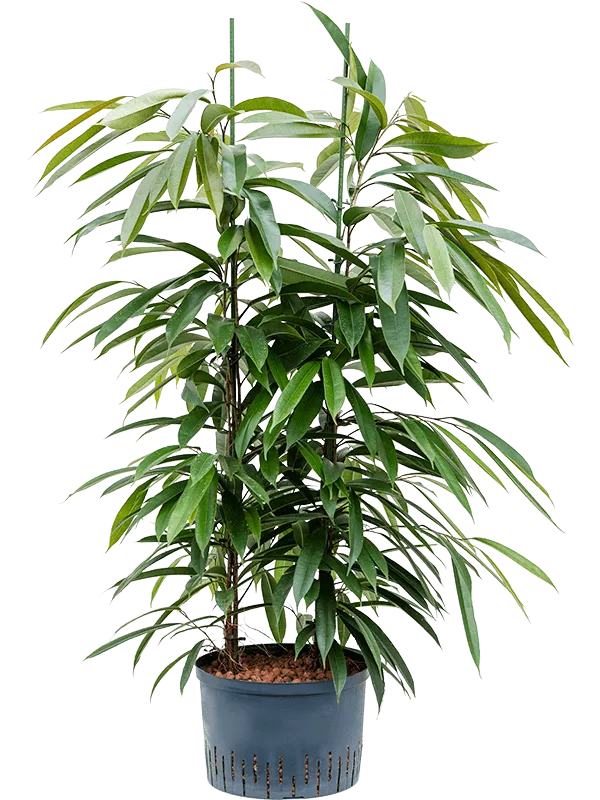 Ficus binnendijkii 'Amstel King' 2pp