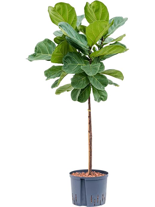 Ficus lyrata Stem