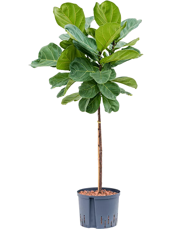 Ficus lyrata Stem