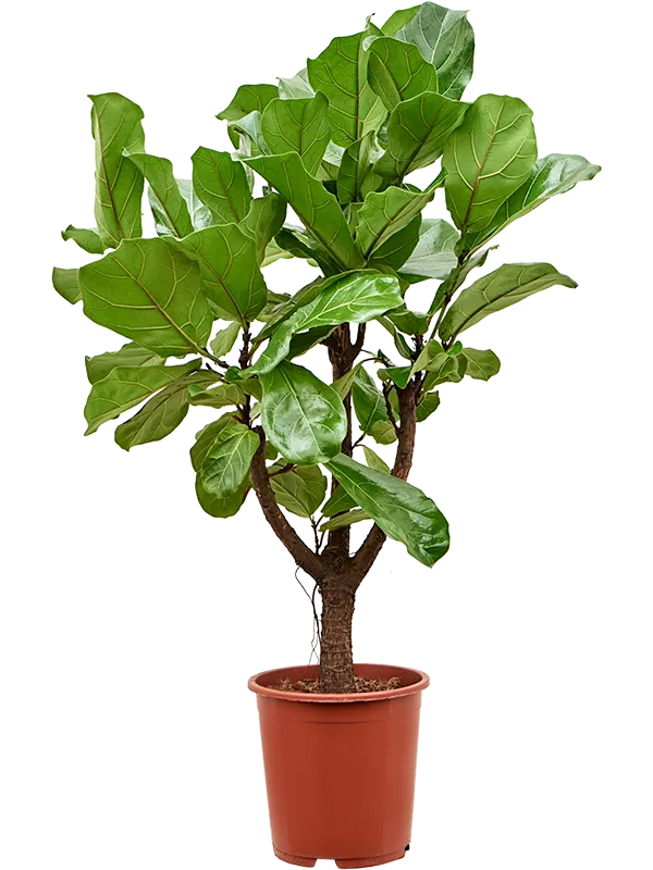 Ficus lyrata šakotas stiebas 130cm