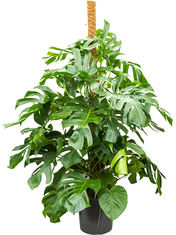 Monstera deliciosa On moss-pole 180