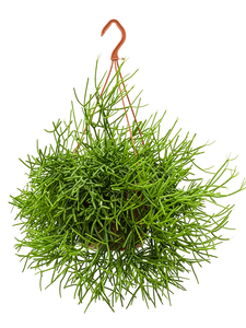 Rhipsalis Heteroclada