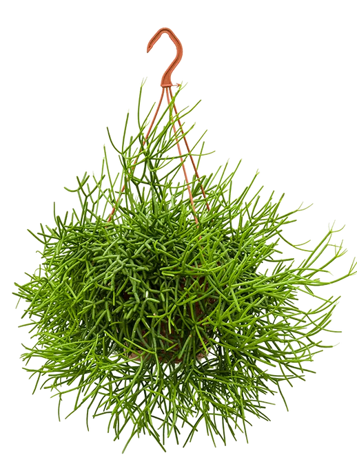 Rhipsalis heteroclada Hanger
