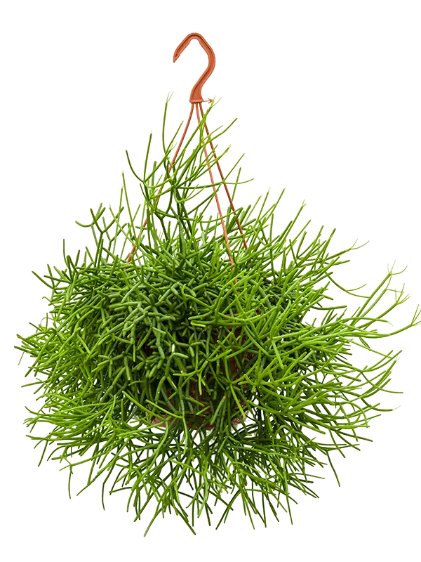 Rhipsalis Heteroclada