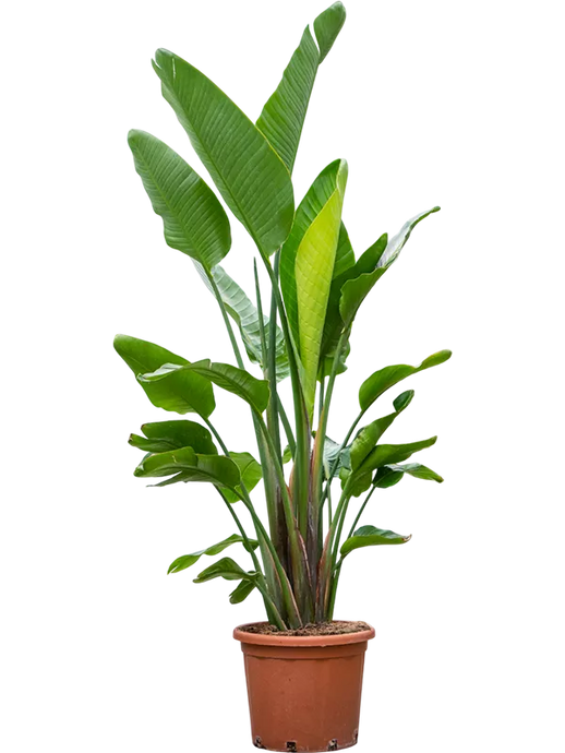 Strelitzia nicolai (200-250) 3pp