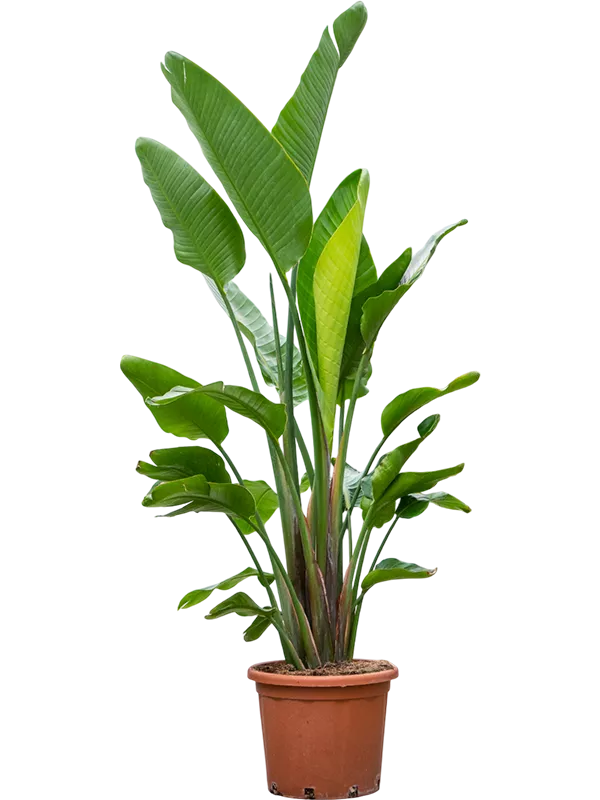 Strelitzia nicolai (200-250) 3pp