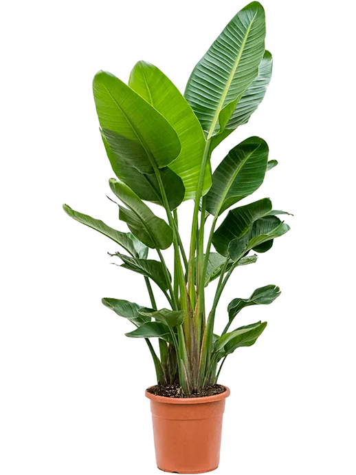 Strelitzia nicolai (180-220) 3pp