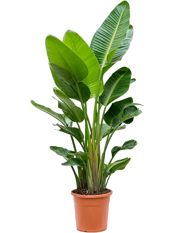 Strelitzia nicolai (180-220) 3pp