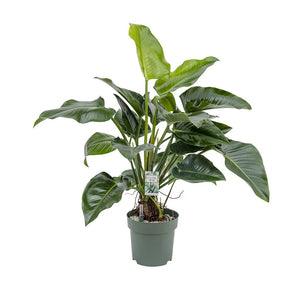 Filodendras Philodendron Green Beauty 30Ø 110cm