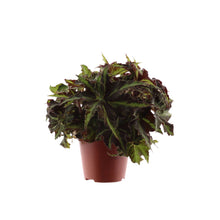 Translation missing: lt.sections.featured_product.gallery_thumbnail_alt