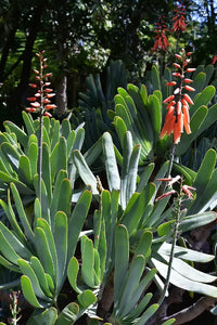 Aloe Plicatilis 12Ø 18cm