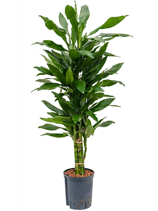 Dracaena fragrans 'Janet Lind' Branched-multi