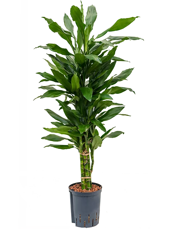 Dracaena fragrans 'Janet Lind' Branched-multi
